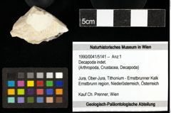 Foto (Objekt + Etiketten) von Decapoda indet. 